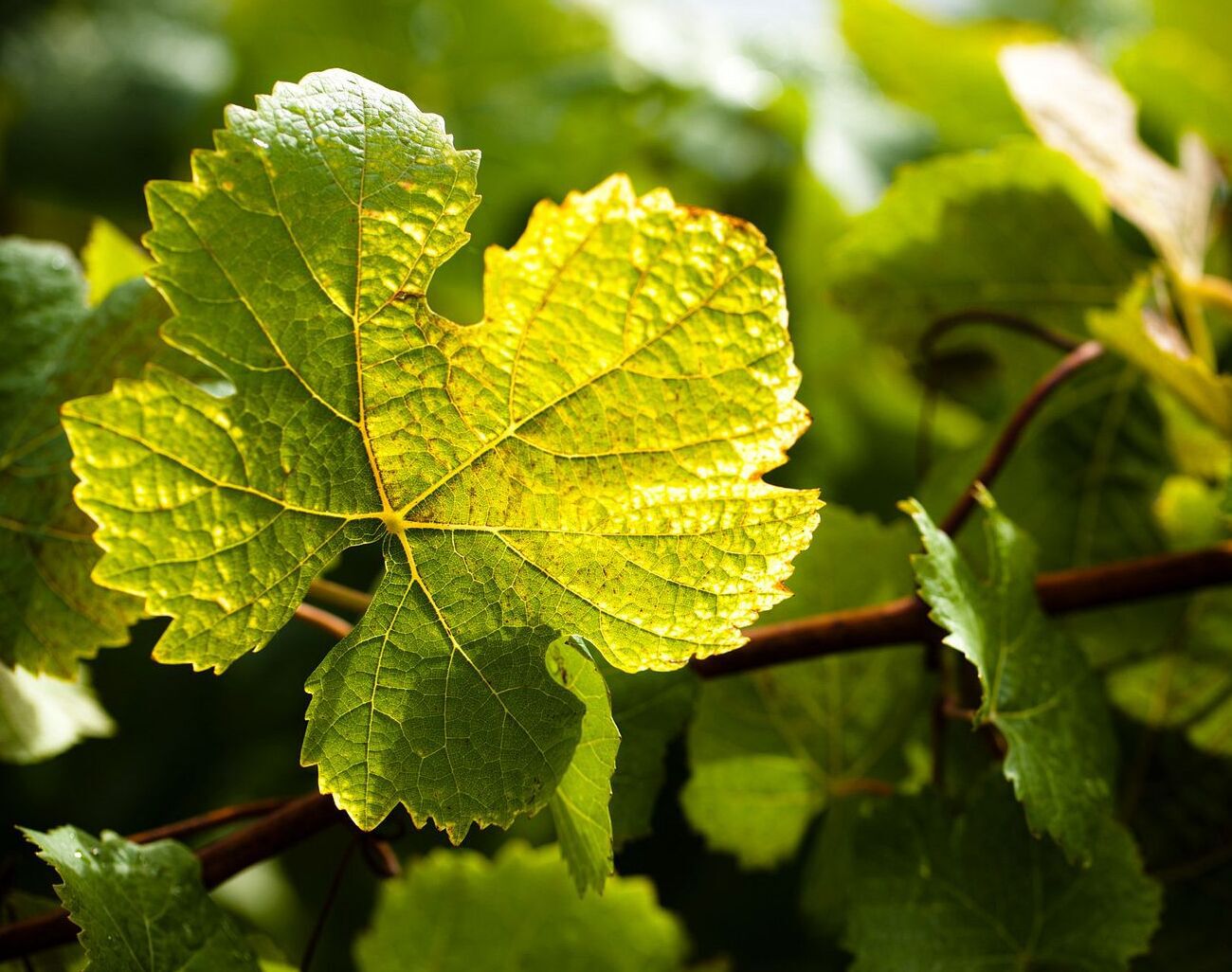 Close up shot of grape leaves